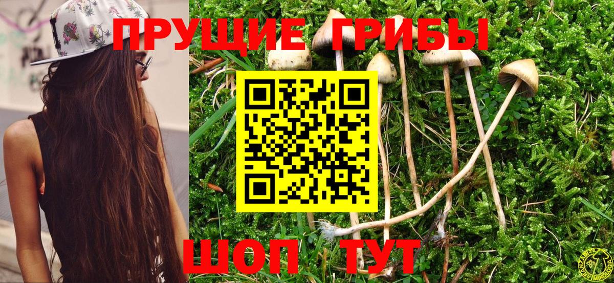 Верхняя Пышма  Псилоцибиновые грибы Psilocybe  Псилоцибиновые грибы GOLDEN TEACHER  Вход с VPN 